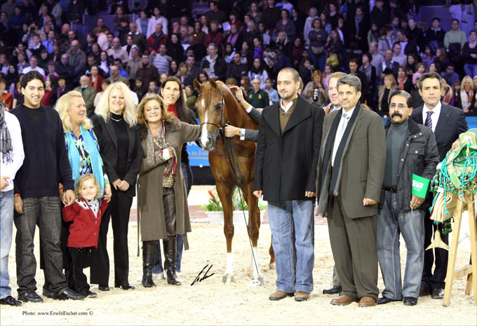 Abha Qatar, the Triple Crown Champion 2009 when the World Championship in Paris the same year. Behind Marieta Salas who is stroking the horse she bred, Antonia Salom, precious assistant at Ses Planes. By the side of Philipp Looyens, handler and trainer, the owner ofAbha Qatar, H.R.H. Prince Abdullah bin Fahd Al Saud posing together with his team from Saudi Arabia.
