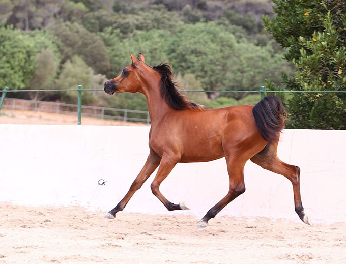 Abha Salina, as a worthy grand-daughter of El Perfecto, is showing the movement which is requested today in the best international shows.