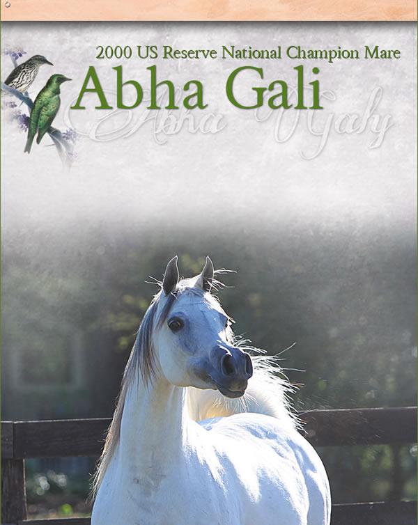 Congratulations to Marieta Salas, breeder of the world famous ABHA horses