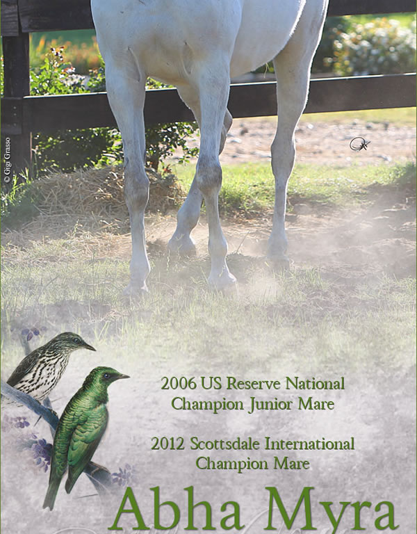 Congratulations to Marieta Salas, breeder of the world famous ABHA horses