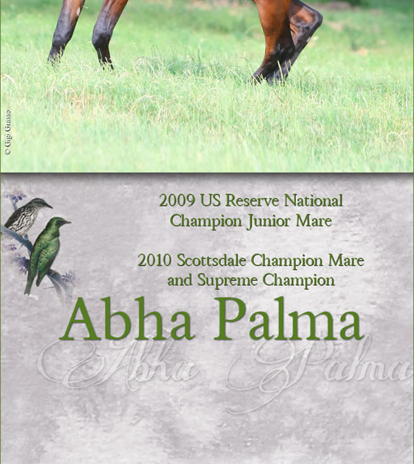 Congratulations to Marieta Salas, breeder of the world famous ABHA horses