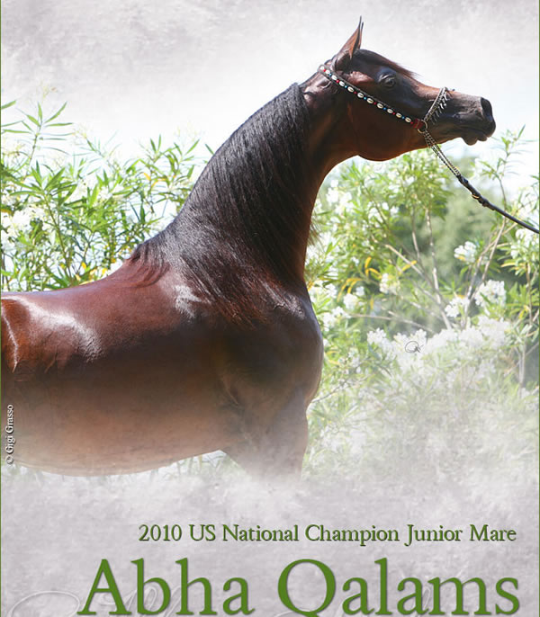 Congratulations to Marieta Salas, breeder of the world famous ABHA horses