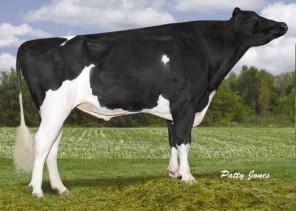 The famous bull of the Holstein breed Braedale GOLDWYN