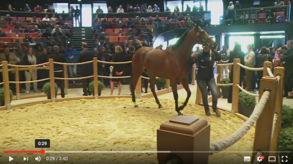 Breeze-up d'ARQANA, Deauville 2016. Revivez les temps forts d'une Breeze Up record‏.