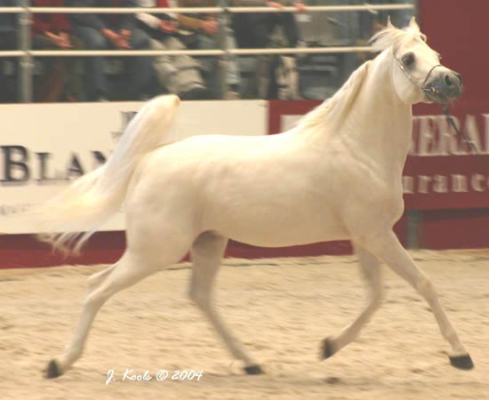 Arabian Horses World Championship 2004 - ETERNITY IBN NAVARRONE