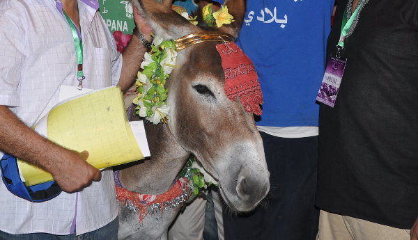  Marbouh  c’est le nom de l’ne le plus cher du Maroc