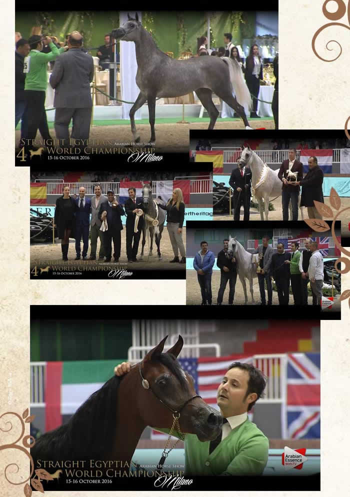 Championnats du Monde du pur-sang arabe pur gyptien: le team Giacomo Capacci Arabians russit de grandes performances  Milan