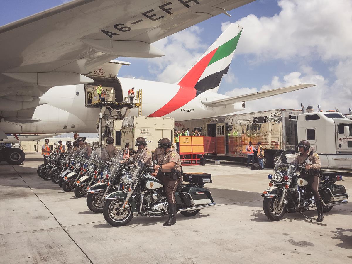 LGCT 2016 - The horses arriving in Miami International Airport / Photo LGCT