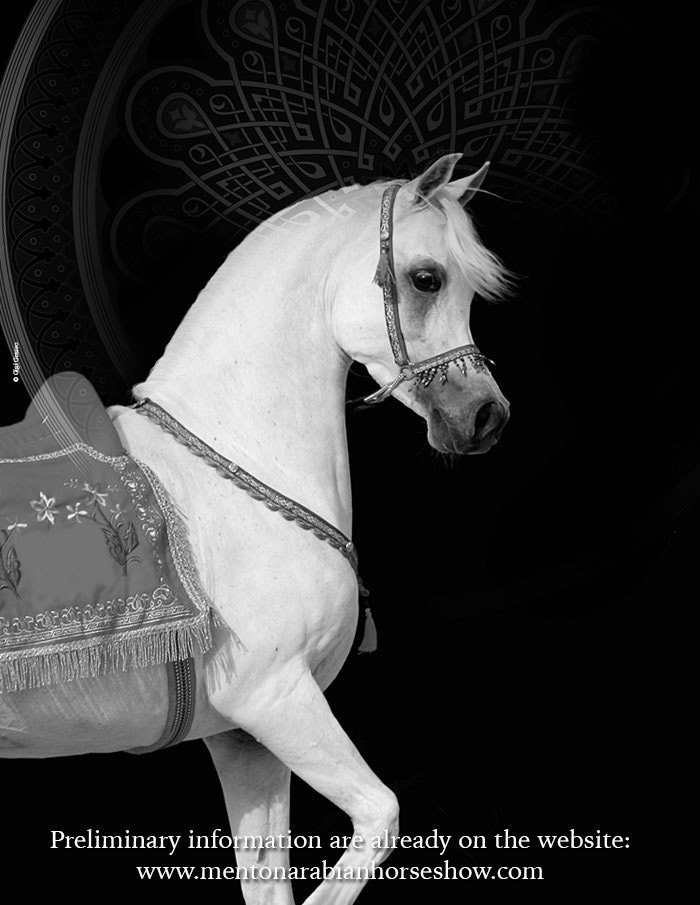 Al Zobair Stud is the great sponsor of the important "Mediterranean & Arab Countries Arabian Horse Championship"- Menton
