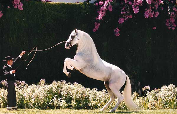 Gastador VIII, Champion d'Espagne 1985-1991 (Haras Cardenas) - Copyright Lemos