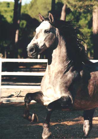 UNICO XXIX, (Haras Salvador Corts) - Copyright Lemos