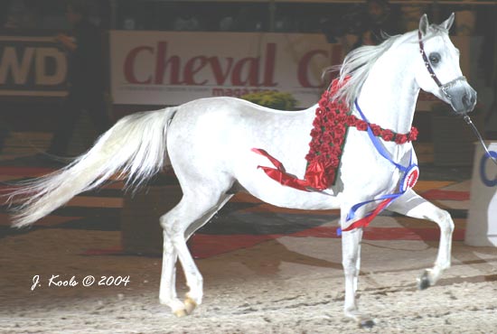 Arabian Horses World Championship 2004 -  NIJEM IBN ETERNITY