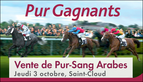 Vente de Pur-Sang Arabes 2013