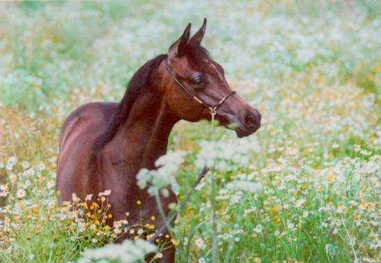 Sax - Arabians