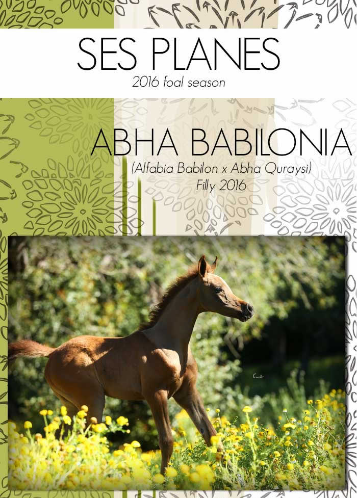 Le haras de Ses Planes prsente ABHA BABILONIA, une pouliche puissante ne ce printemps 2016 qui offre un potentiel trs intressant aux leveurs  la recherche  de pur sang arabe aux lignes espagnoles parmi les meilleures au monde.