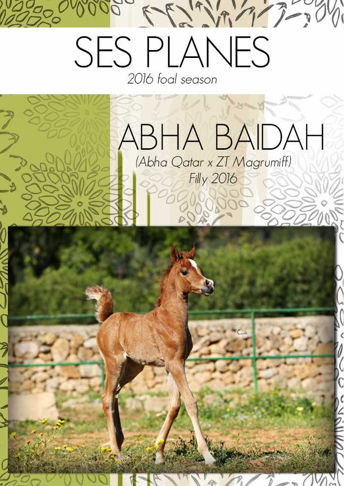 ABHA BAIDAH - Ses Planes 2016 foal season.