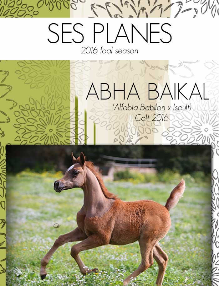 Une nouvelle Star est ne: Abha Baikal, foal d' Alfabia Babilon et d'Iseult, qui galope depuis ce printemps 2016 dans les prairies de Ses Planes (Mallorca) chez Marieta Salas.