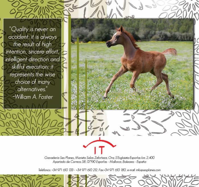 A new Star is born: Abha Baikal, foal from Alfabia Babilon and Iseult, enjoys life since this spring 2016 in Ses Planes (Mallorca) by Marieta Salas.