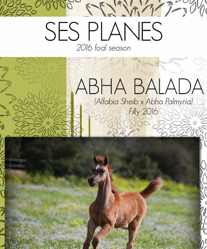 ARABIAN ESSENCE prsente les plus beaux poulains ns au printemps 2016: ABHA BALADA rejoint ABHA BAIKAL dans les prairies de Ses Planes, prs de Palma de Mallorca, au magnifique haras de la Championne du Monde des Eleveurs, Marieta Salas.