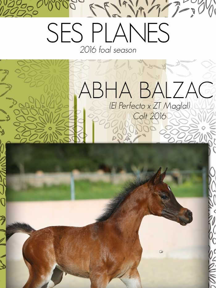 ABHA BALZAC, colt born in 2016 at SES PLANES, is the last Eir of EL PERFECTO, Sire at the Stud of Marieta Salas, in Palma de Maiorca for so many years. This foal gets already beauty of his head, big expressive eyes, and elegance transmitted by the sires.