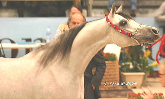 Arabian Horses World Championship 2004 - SUNDOS AL NASSER