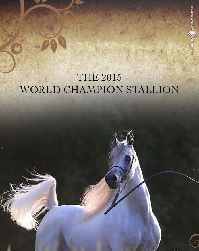 Der Vollaraberblut Weltmeister Hengst in Paris 2015, Hariry al Shaqab