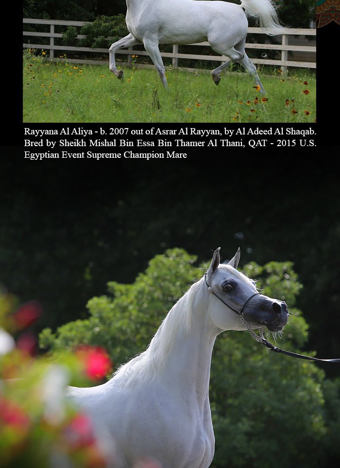 The Daughters of... Ashhal Al Rayyan