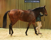 Vente d'levage ARQANA de Deauville 2014