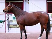 Vente d'Elevage ARQANA 2014