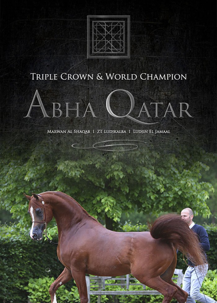 Abha Qatar - Privilege Stallion Collection 2017