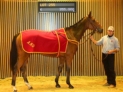 Vente d'Automne ARQANA 2015