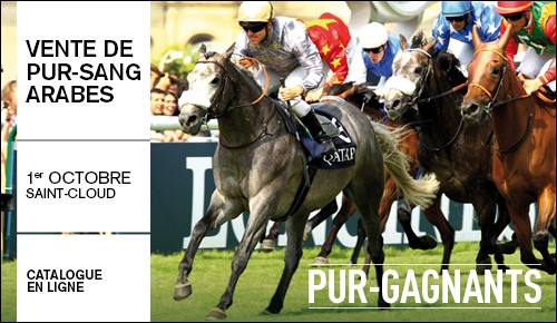 Vente de Pur-Sang Arabes ARQANA 2015: un trs grand cr. Saint-Cloud