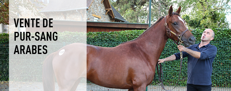 Vente de Pur-Sang Arabes 2016 en partenariat avec l’AFAC : des résultats proches des records de 2007