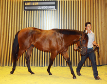 Ventes de Yearlings d'aot 2015