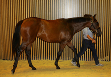 Ventes de Yearlings d'aot 2015