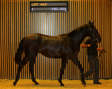 Vente "V.2"de Yearlings d'aot 2015