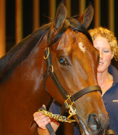 Vente de Yearlings d'Octobre , 21 Octobre 2015, Deauville