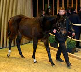 Vente d'Elevage , Dcembre 2015, Deauville - Le march tient la distance