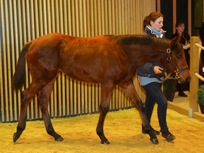 Vente d'Elevage , Dcembre 2015, Deauville - Les rsultats se maintiennent pour cette troisime journe