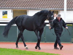 Vente dlevage , Dcembre 2015, Deauville - Une journe record en conclusion d'une excellente dition de la Vente d'Elevage