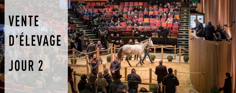 ARQANA - Un march plus slectif pour la seconde journe de la Vente d'levage 2016