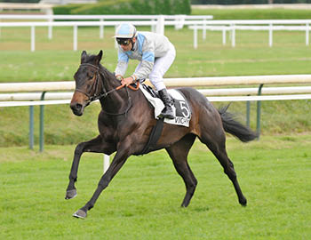 La Vente d't 2016 ARQANA - DAMZELLE GIGI