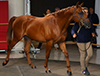 Vente de Pur-Sang Arabes ARQANA 2015: un trs grand cr. Saint-Cloud