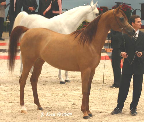 Arabian Horses World Championship 2004 -  WN FAWN OBSESS