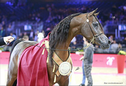 Championnat du Monde du Cheval Arabe 2015