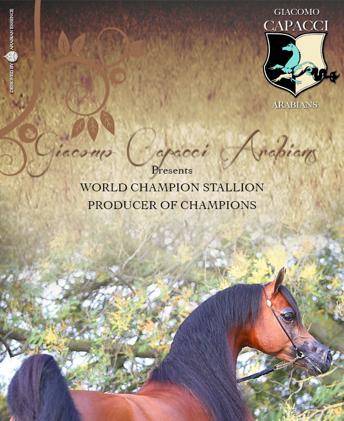 World Champion Stallion and producer of Champions...FADI AL SHAQAB