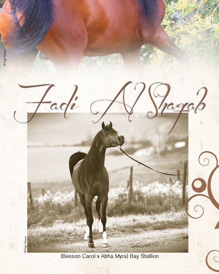 World Champion Stallion and producer of Champions...FADI AL SHAQAB